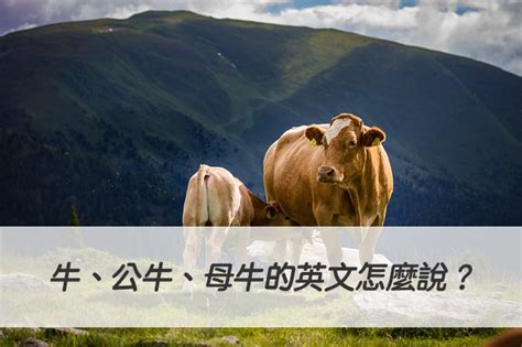 兩個牛意思|公視